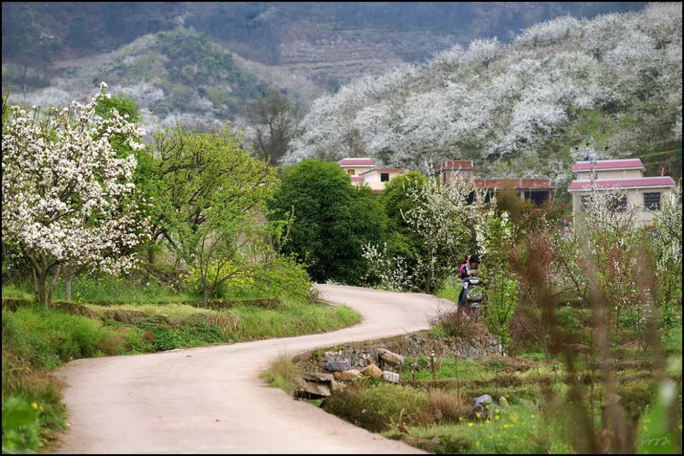 【春天,广西桂林灌阳县向您发出邀请!】我们在灌阳看梨花 - 游山玩水 - 汕头生活社区 - 汕头28生活网 st.28life.com