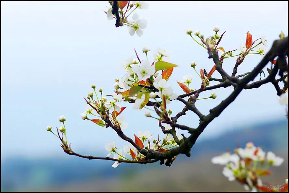 【春天,广西桂林灌阳县向您发出邀请!】我们在灌阳看梨花 - 游山玩水 - 汕头生活社区 - 汕头28生活网 st.28life.com