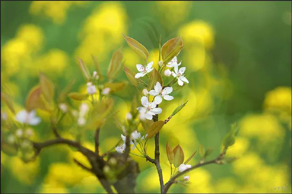 【春天,广西桂林灌阳县向您发出邀请!】我们在灌阳看梨花 - 游山玩水 - 汕头生活社区 - 汕头28生活网 st.28life.com