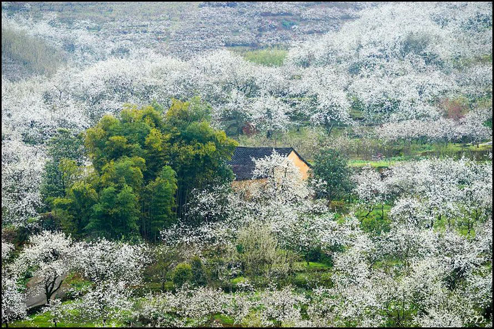 【春天,广西桂林灌阳县向您发出邀请!】我们在灌阳看梨花 - 游山玩水 - 汕头生活社区 - 汕头28生活网 st.28life.com