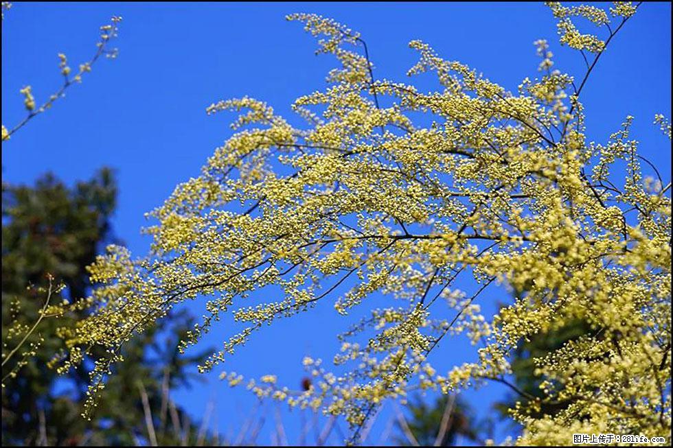 【春天,广西桂林灌阳县向您发出邀请!】米珠山前有片山苍子花在飘香 - 游山玩水 - 汕头生活社区 - 汕头28生活网 st.28life.com