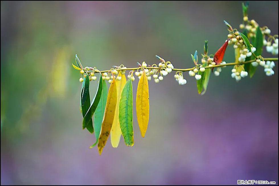 【春天,广西桂林灌阳县向您发出邀请!】米珠山前有片山苍子花在飘香 - 游山玩水 - 汕头生活社区 - 汕头28生活网 st.28life.com