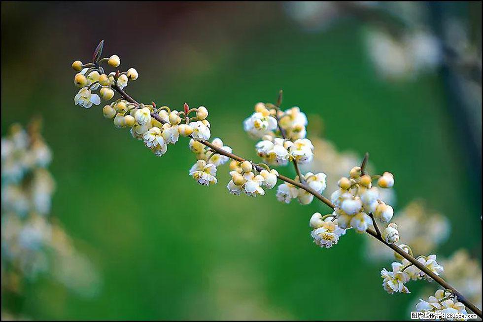 【春天,广西桂林灌阳县向您发出邀请!】米珠山前有片山苍子花在飘香 - 游山玩水 - 汕头生活社区 - 汕头28生活网 st.28life.com