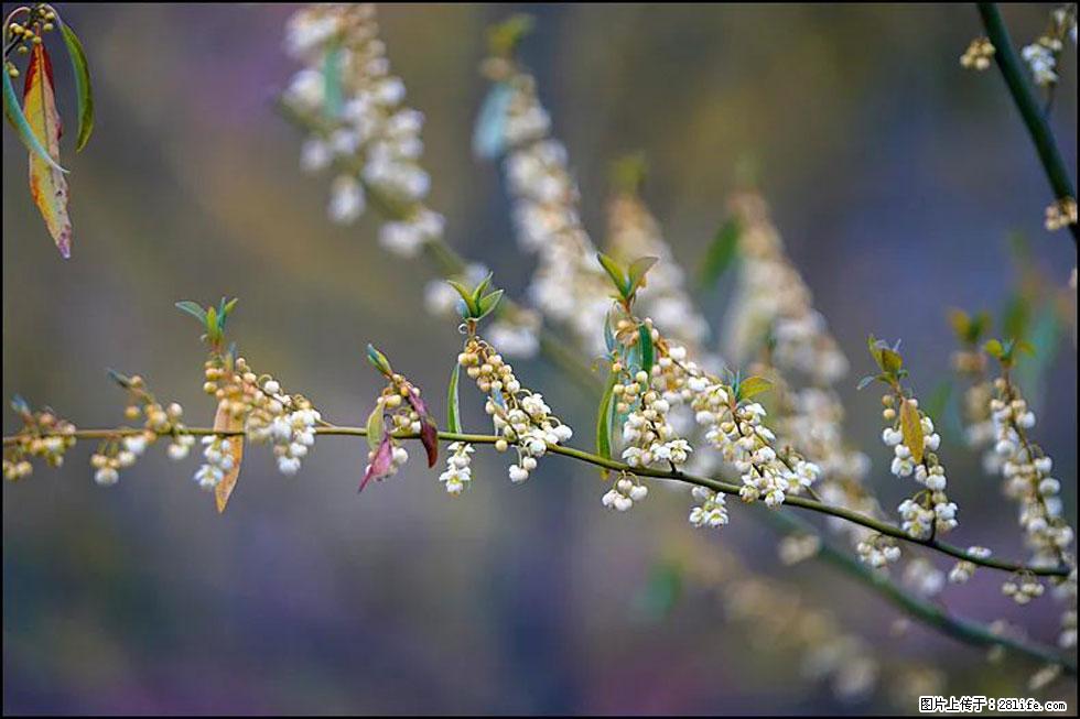 【春天,广西桂林灌阳县向您发出邀请!】米珠山前有片山苍子花在飘香 - 游山玩水 - 汕头生活社区 - 汕头28生活网 st.28life.com