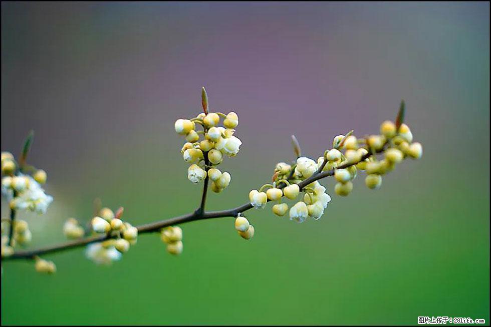 【春天,广西桂林灌阳县向您发出邀请!】米珠山前有片山苍子花在飘香 - 游山玩水 - 汕头生活社区 - 汕头28生活网 st.28life.com