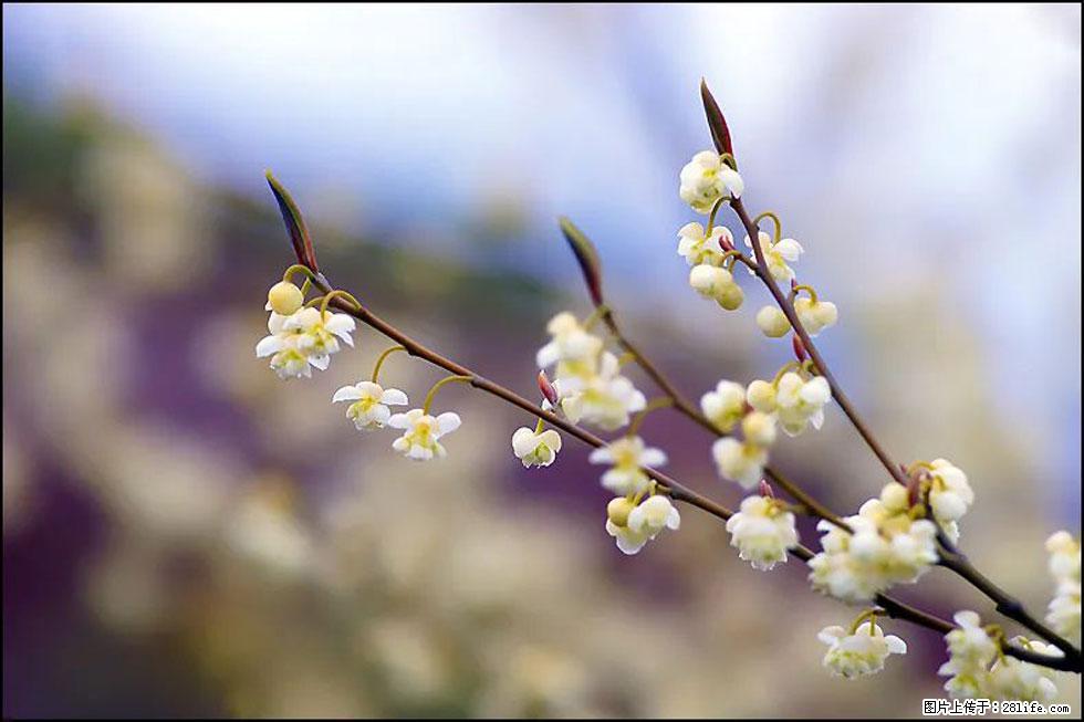 【春天,广西桂林灌阳县向您发出邀请!】米珠山前有片山苍子花在飘香 - 游山玩水 - 汕头生活社区 - 汕头28生活网 st.28life.com