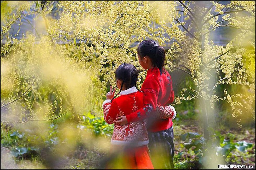 【春天,广西桂林灌阳县向您发出邀请!】米珠山前有片山苍子花在飘香 - 游山玩水 - 汕头生活社区 - 汕头28生活网 st.28life.com