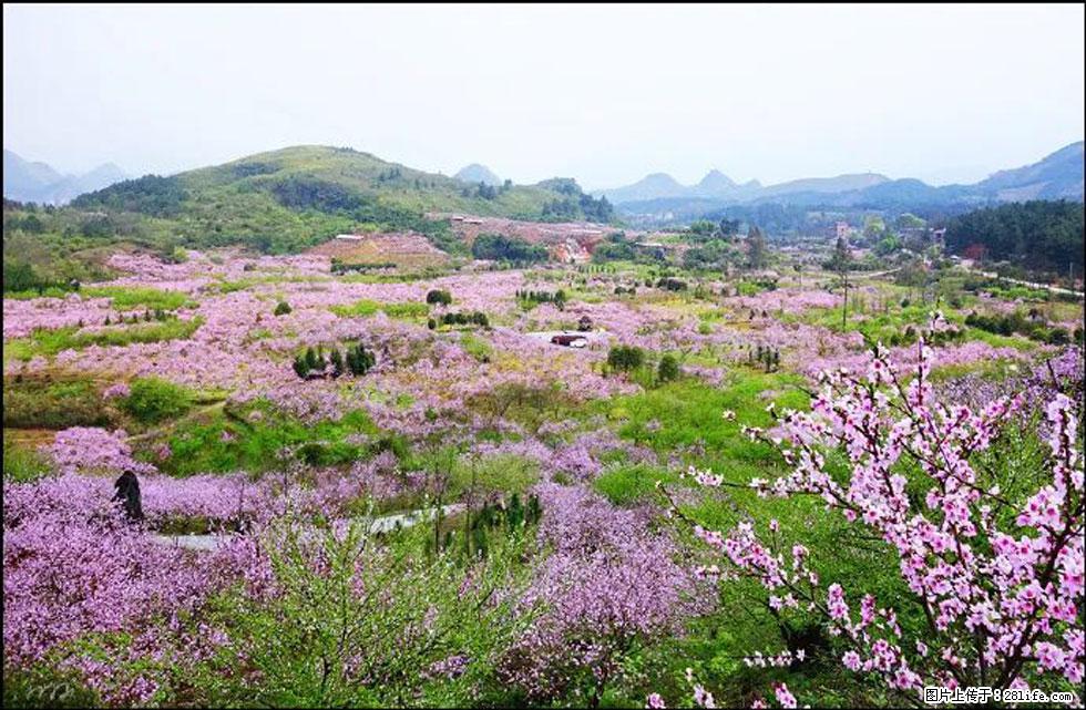 【春天,广西桂林灌阳县向您发出邀请!】官庄村有个醉美的桃花园 - 游山玩水 - 汕头生活社区 - 汕头28生活网 st.28life.com