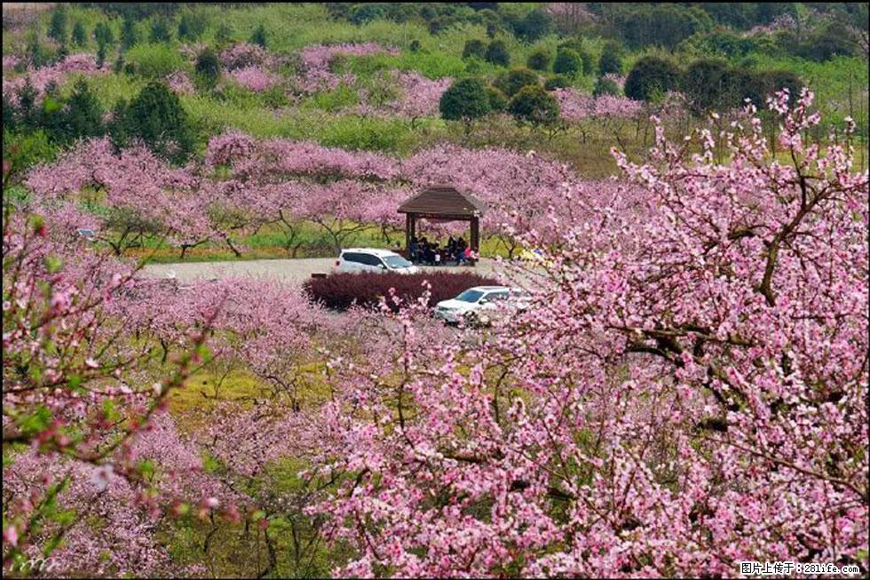 【春天,广西桂林灌阳县向您发出邀请!】官庄村有个醉美的桃花园 - 游山玩水 - 汕头生活社区 - 汕头28生活网 st.28life.com