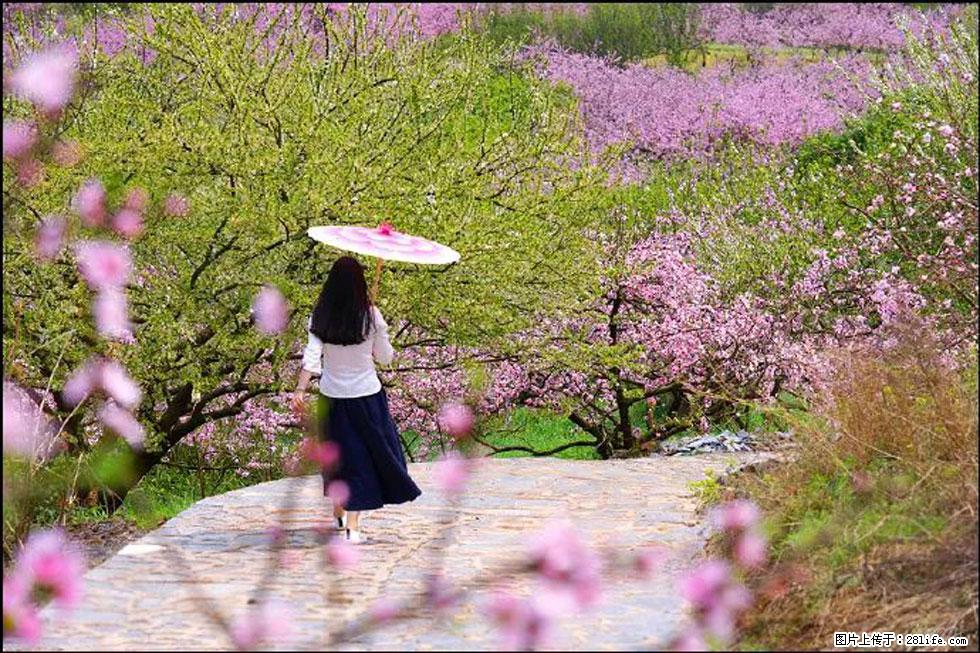【春天,广西桂林灌阳县向您发出邀请!】官庄村有个醉美的桃花园 - 游山玩水 - 汕头生活社区 - 汕头28生活网 st.28life.com