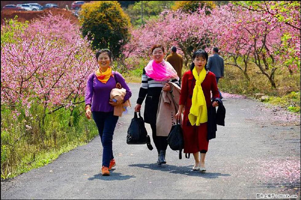【春天,广西桂林灌阳县向您发出邀请!】官庄村有个醉美的桃花园 - 游山玩水 - 汕头生活社区 - 汕头28生活网 st.28life.com