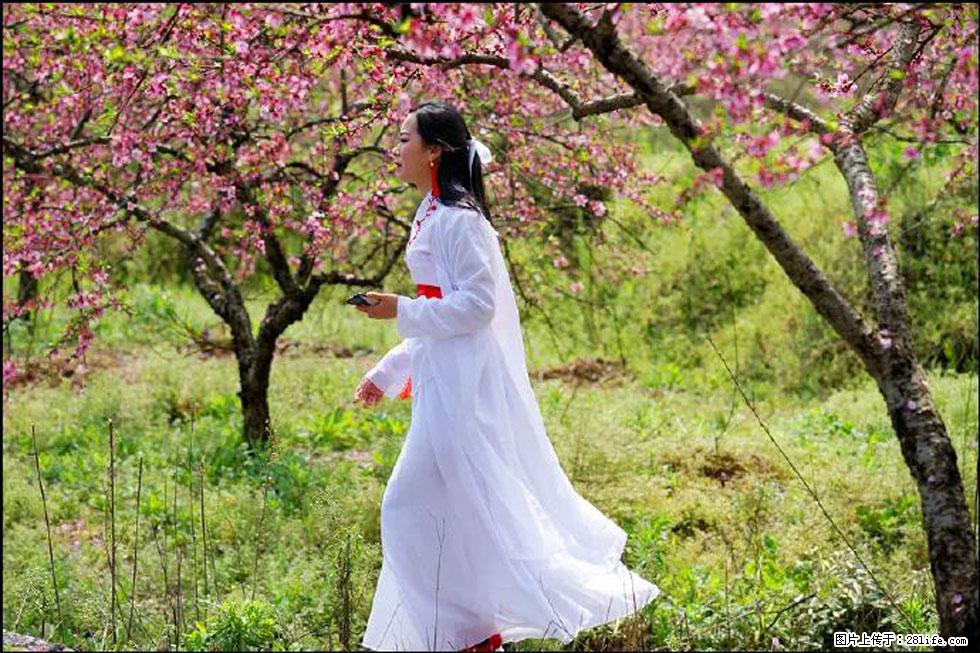 【春天,广西桂林灌阳县向您发出邀请!】官庄村有个醉美的桃花园 - 游山玩水 - 汕头生活社区 - 汕头28生活网 st.28life.com