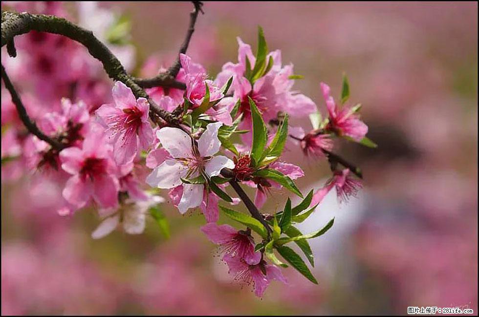 【春天,广西桂林灌阳县向您发出邀请!】官庄村有个醉美的桃花园 - 游山玩水 - 汕头生活社区 - 汕头28生活网 st.28life.com