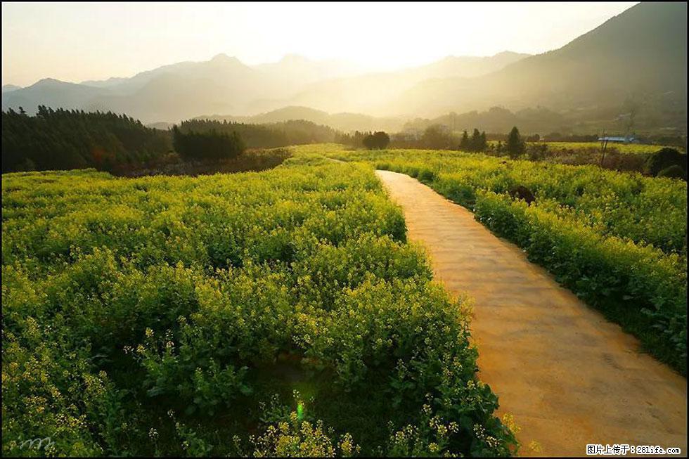 【春天,广西桂林灌阳县向您发出邀请!】长坪村油菜盛情花开 - 游山玩水 - 汕头生活社区 - 汕头28生活网 st.28life.com