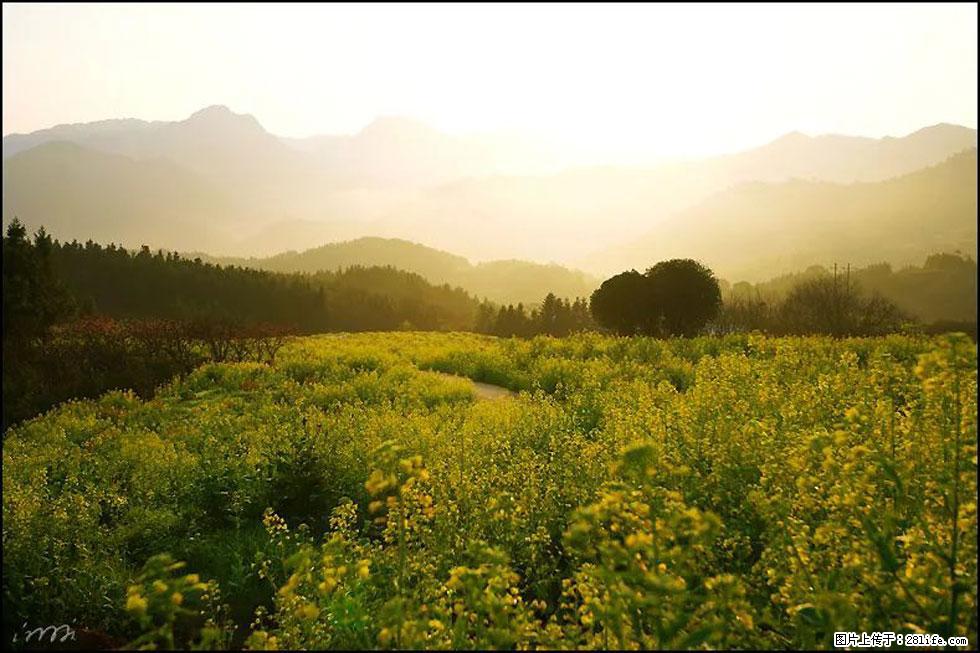 【春天,广西桂林灌阳县向您发出邀请!】长坪村油菜盛情花开 - 游山玩水 - 汕头生活社区 - 汕头28生活网 st.28life.com
