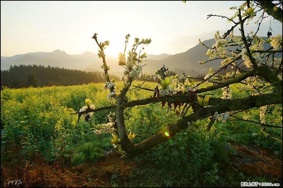 【春天,广西桂林灌阳县向您发出邀请!】长坪村油菜盛情花开 - 游山玩水 - 汕头生活社区 - 汕头28生活网 st.28life.com