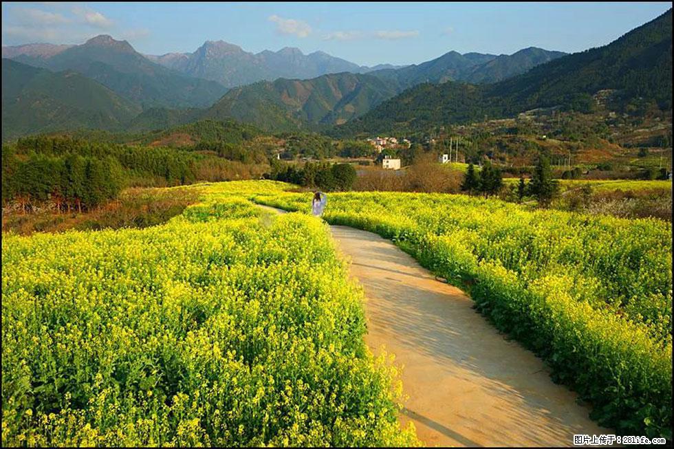 【春天,广西桂林灌阳县向您发出邀请!】长坪村油菜盛情花开 - 游山玩水 - 汕头生活社区 - 汕头28生活网 st.28life.com