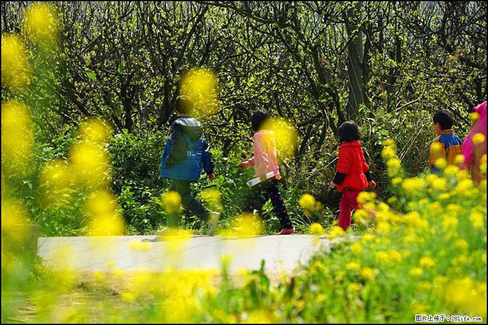【春天,广西桂林灌阳县向您发出邀请!】长坪村油菜盛情花开 - 游山玩水 - 汕头生活社区 - 汕头28生活网 st.28life.com