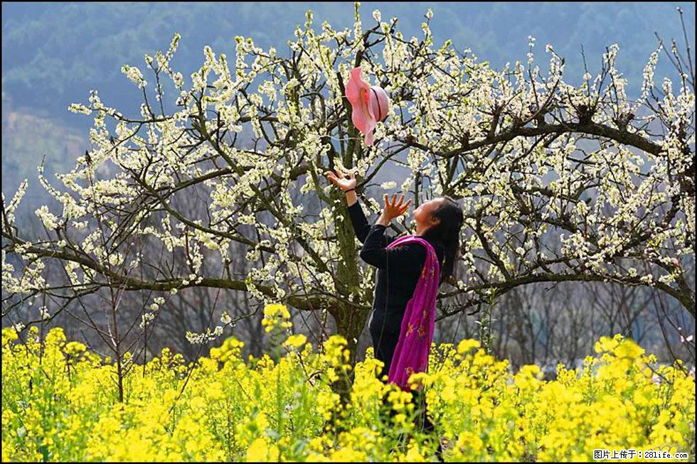 【春天,广西桂林灌阳县向您发出邀请!】长坪村油菜盛情花开 - 游山玩水 - 汕头生活社区 - 汕头28生活网 st.28life.com