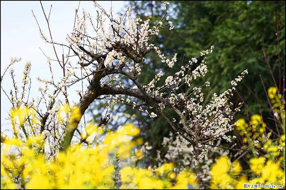 【春天,广西桂林灌阳县向您发出邀请!】长坪村油菜盛情花开 - 游山玩水 - 汕头生活社区 - 汕头28生活网 st.28life.com