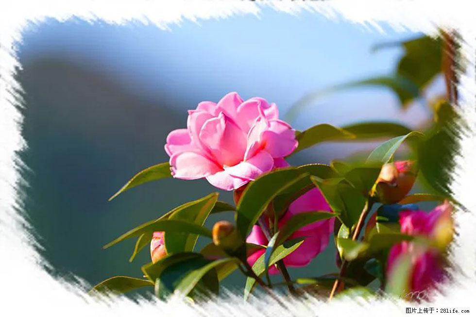 【春天，广西桂林灌阳县向您发出邀请！】杨柳井茶花惹人爱 - 游山玩水 - 汕头生活社区 - 汕头28生活网 st.28life.com