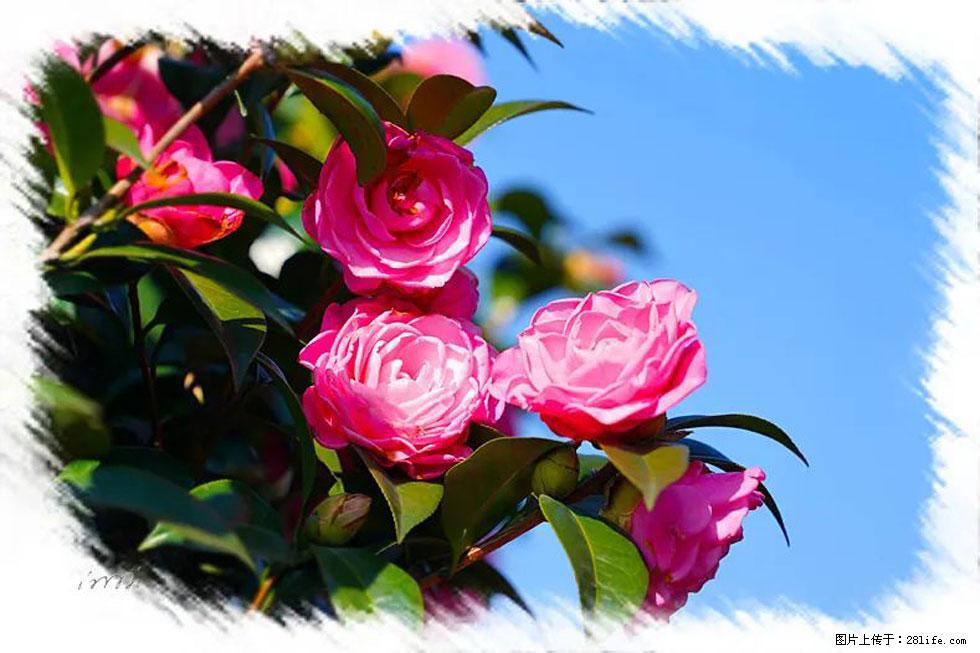 【春天，广西桂林灌阳县向您发出邀请！】杨柳井茶花惹人爱 - 游山玩水 - 汕头生活社区 - 汕头28生活网 st.28life.com