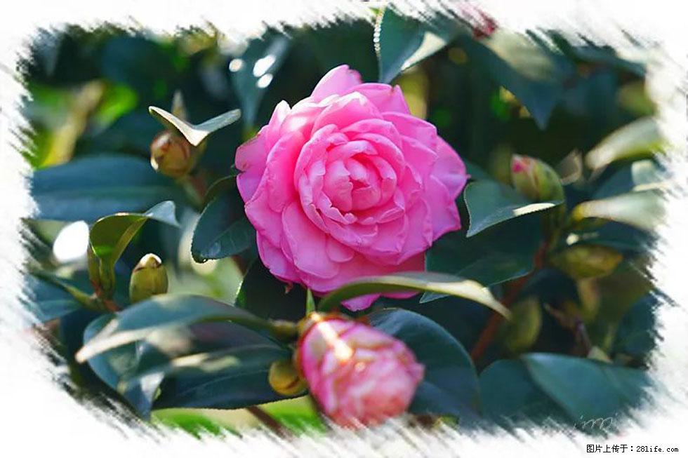 【春天，广西桂林灌阳县向您发出邀请！】杨柳井茶花惹人爱 - 游山玩水 - 汕头生活社区 - 汕头28生活网 st.28life.com