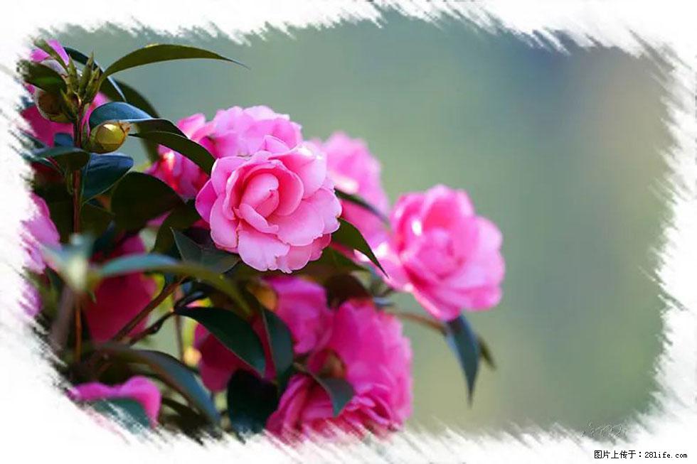 【春天，广西桂林灌阳县向您发出邀请！】杨柳井茶花惹人爱 - 游山玩水 - 汕头生活社区 - 汕头28生活网 st.28life.com