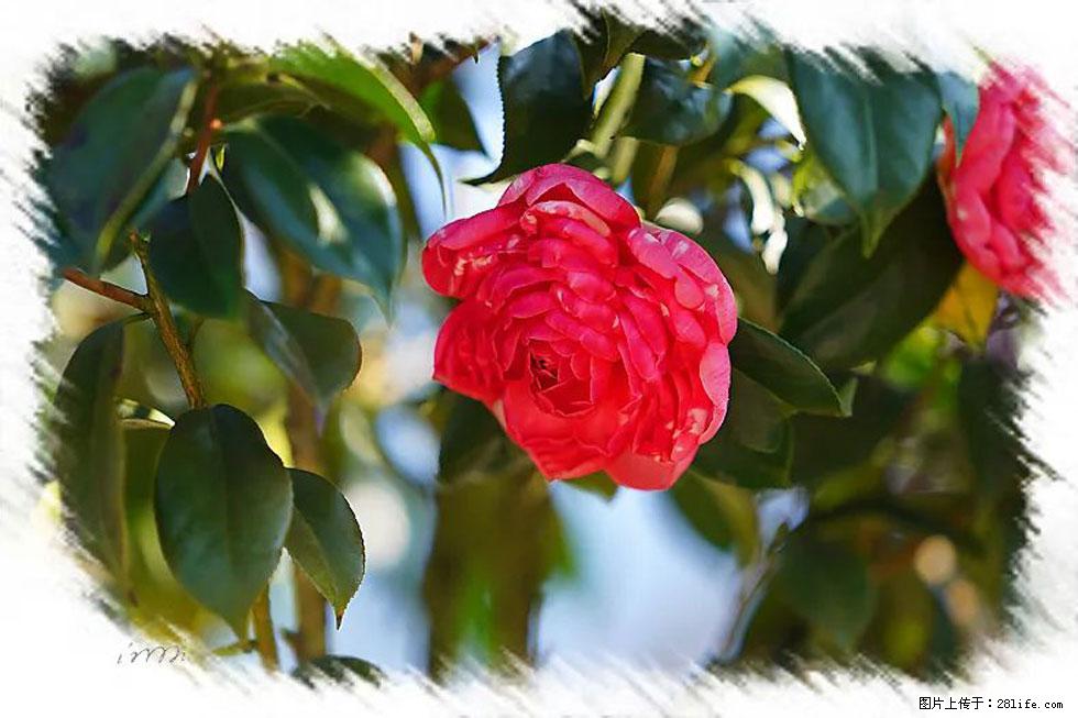 【春天，广西桂林灌阳县向您发出邀请！】杨柳井茶花惹人爱 - 游山玩水 - 汕头生活社区 - 汕头28生活网 st.28life.com