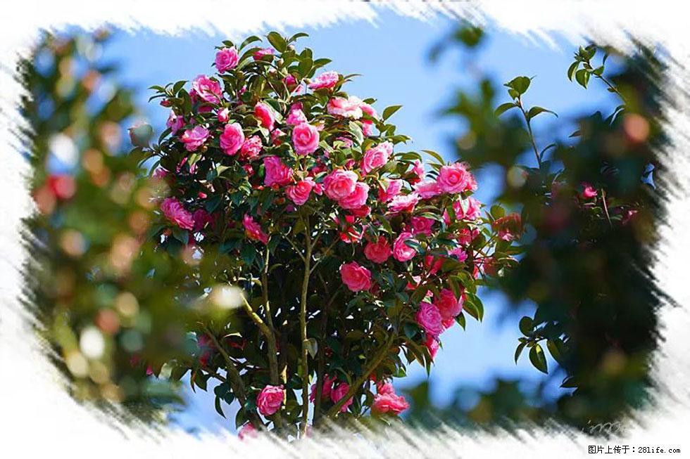 【春天，广西桂林灌阳县向您发出邀请！】杨柳井茶花惹人爱 - 游山玩水 - 汕头生活社区 - 汕头28生活网 st.28life.com