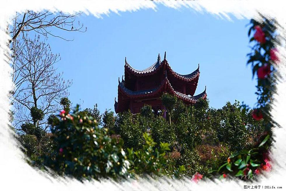 【春天，广西桂林灌阳县向您发出邀请！】杨柳井茶花惹人爱 - 游山玩水 - 汕头生活社区 - 汕头28生活网 st.28life.com