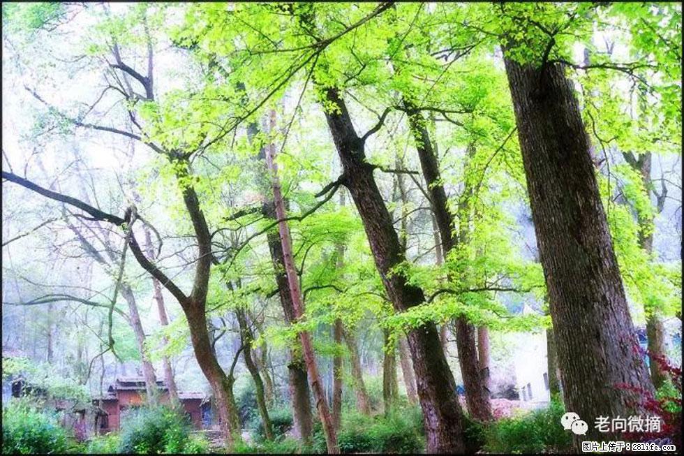 【春天,广西桂林灌阳县向您发出邀请!】在小龙村与春天约会 - 游山玩水 - 汕头生活社区 - 汕头28生活网 st.28life.com