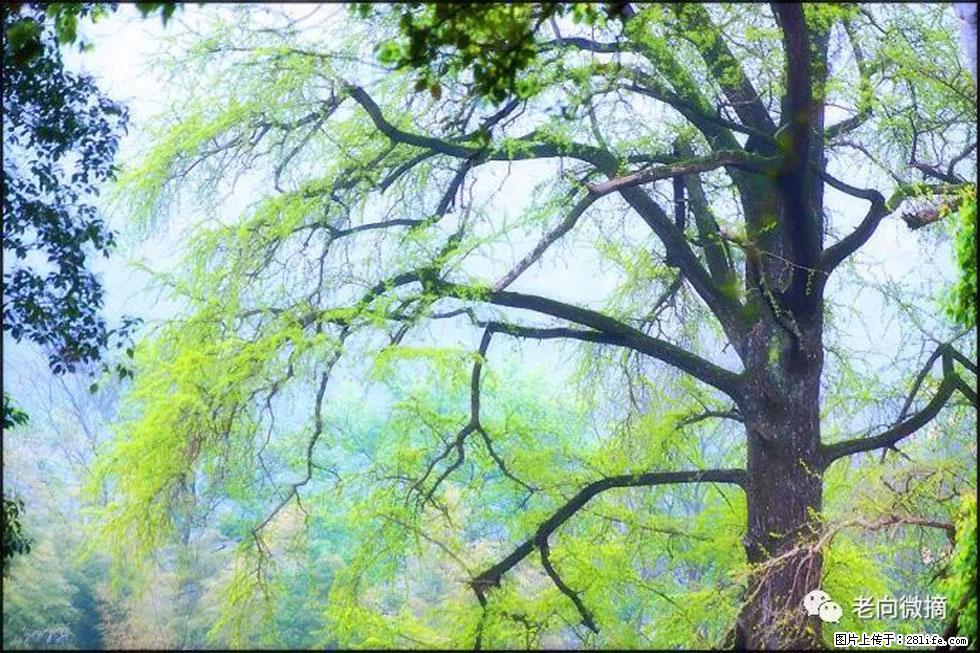 【春天,广西桂林灌阳县向您发出邀请!】在小龙村与春天约会 - 游山玩水 - 汕头生活社区 - 汕头28生活网 st.28life.com