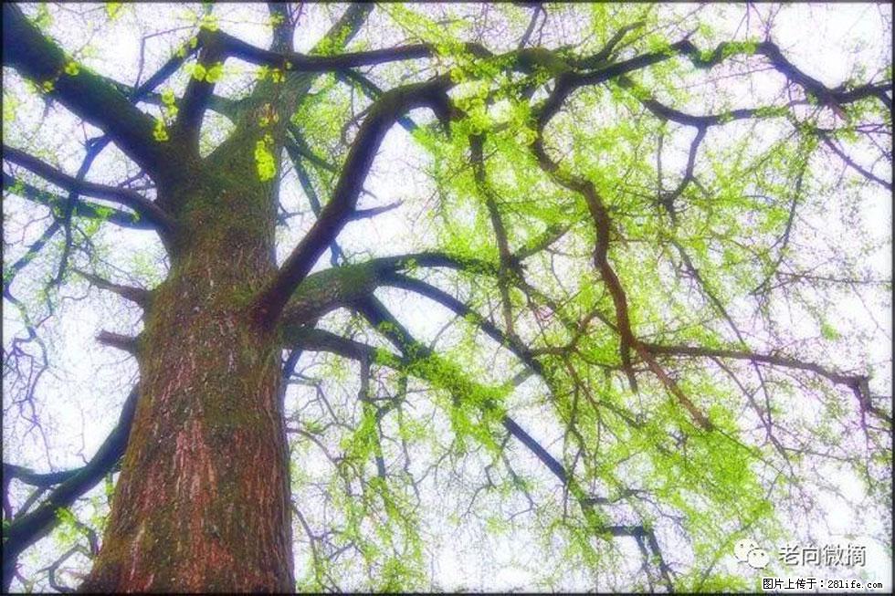 【春天,广西桂林灌阳县向您发出邀请!】在小龙村与春天约会 - 游山玩水 - 汕头生活社区 - 汕头28生活网 st.28life.com