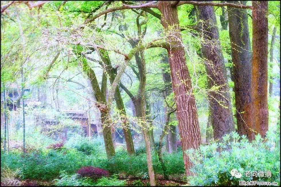 【春天,广西桂林灌阳县向您发出邀请!】在小龙村与春天约会 - 游山玩水 - 汕头生活社区 - 汕头28生活网 st.28life.com