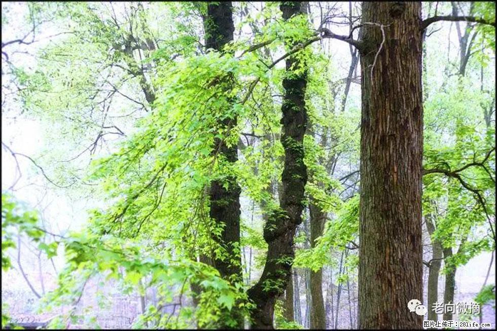 【春天,广西桂林灌阳县向您发出邀请!】在小龙村与春天约会 - 游山玩水 - 汕头生活社区 - 汕头28生活网 st.28life.com