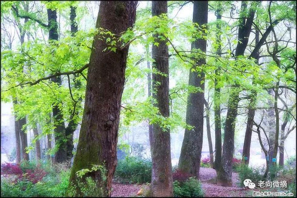 【春天,广西桂林灌阳县向您发出邀请!】在小龙村与春天约会 - 游山玩水 - 汕头生活社区 - 汕头28生活网 st.28life.com