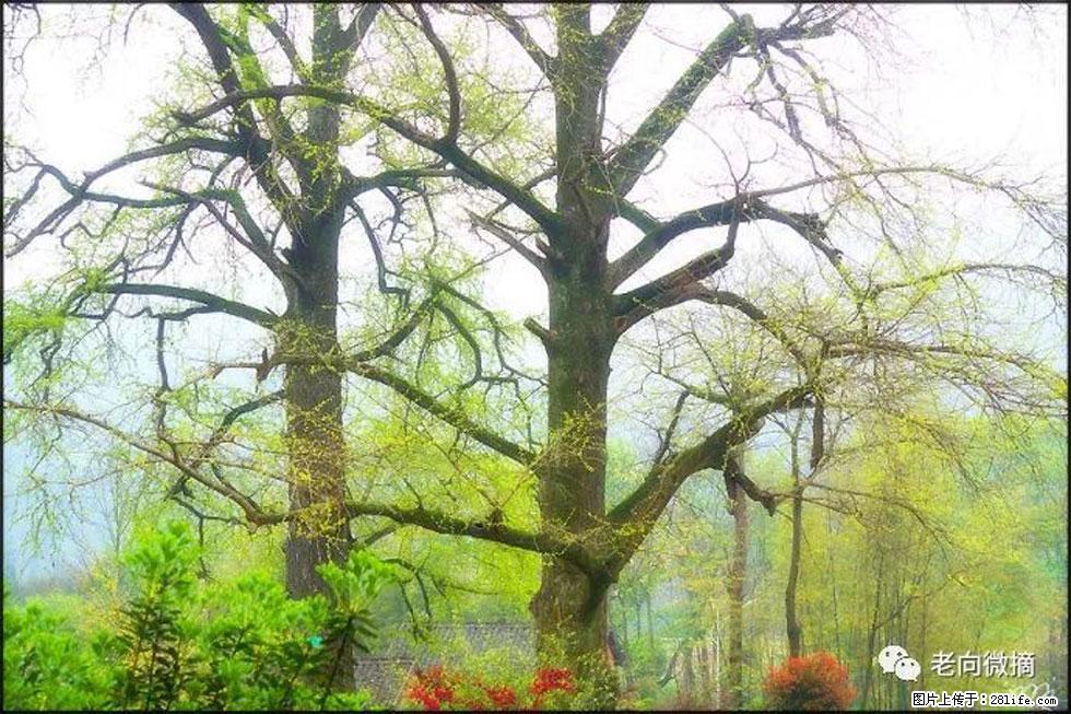 【春天,广西桂林灌阳县向您发出邀请!】在小龙村与春天约会 - 游山玩水 - 汕头生活社区 - 汕头28生活网 st.28life.com