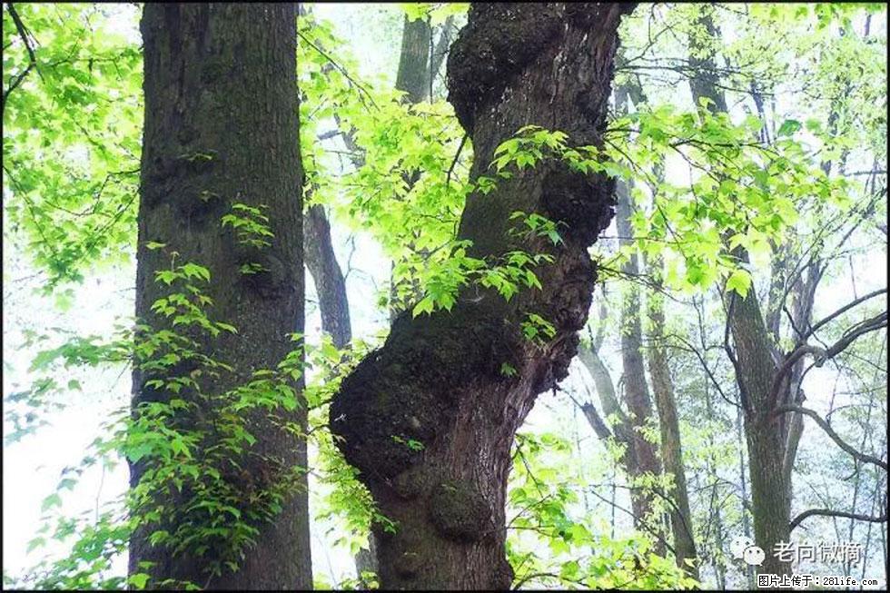 【春天,广西桂林灌阳县向您发出邀请!】在小龙村与春天约会 - 游山玩水 - 汕头生活社区 - 汕头28生活网 st.28life.com