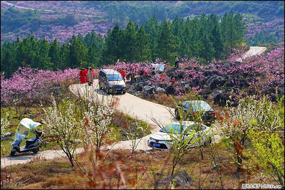 【春天,广西桂林灌阳县向您发出邀请!】望月岭上桃花开 - 游山玩水 - 汕头生活社区 - 汕头28生活网 st.28life.com