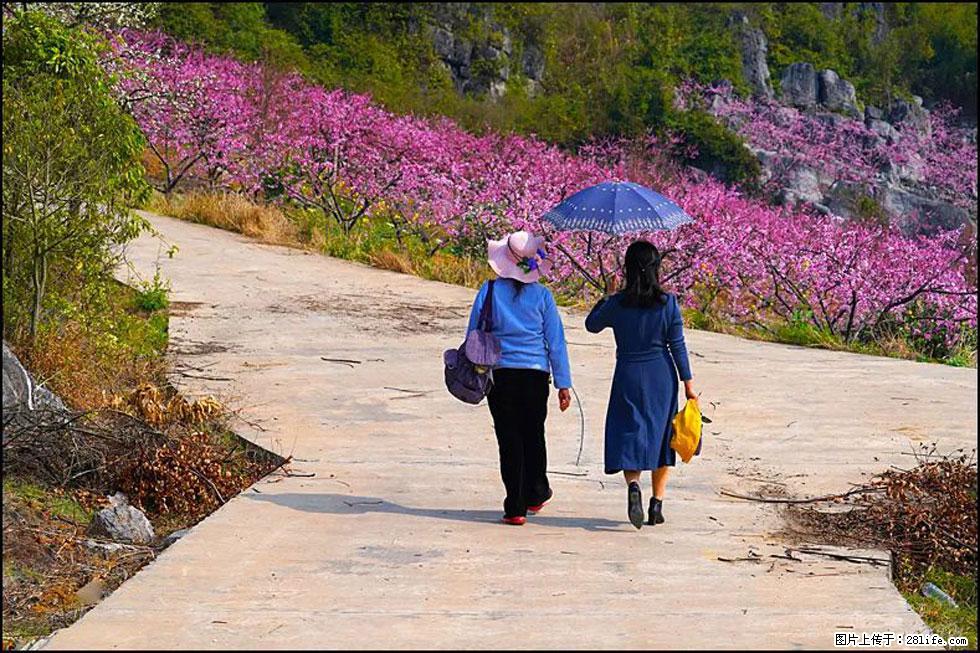 【春天,广西桂林灌阳县向您发出邀请!】望月岭上桃花开 - 游山玩水 - 汕头生活社区 - 汕头28生活网 st.28life.com