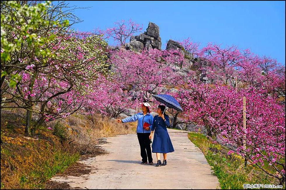 【春天,广西桂林灌阳县向您发出邀请!】望月岭上桃花开 - 游山玩水 - 汕头生活社区 - 汕头28生活网 st.28life.com