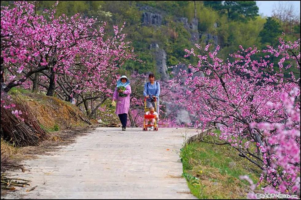【春天,广西桂林灌阳县向您发出邀请!】望月岭上桃花开 - 游山玩水 - 汕头生活社区 - 汕头28生活网 st.28life.com