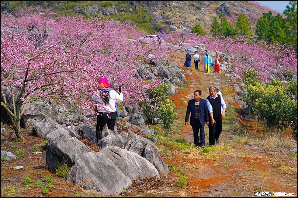 【春天,广西桂林灌阳县向您发出邀请!】望月岭上桃花开 - 游山玩水 - 汕头生活社区 - 汕头28生活网 st.28life.com