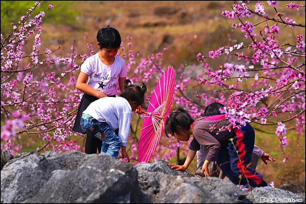 【春天,广西桂林灌阳县向您发出邀请!】望月岭上桃花开 - 游山玩水 - 汕头生活社区 - 汕头28生活网 st.28life.com
