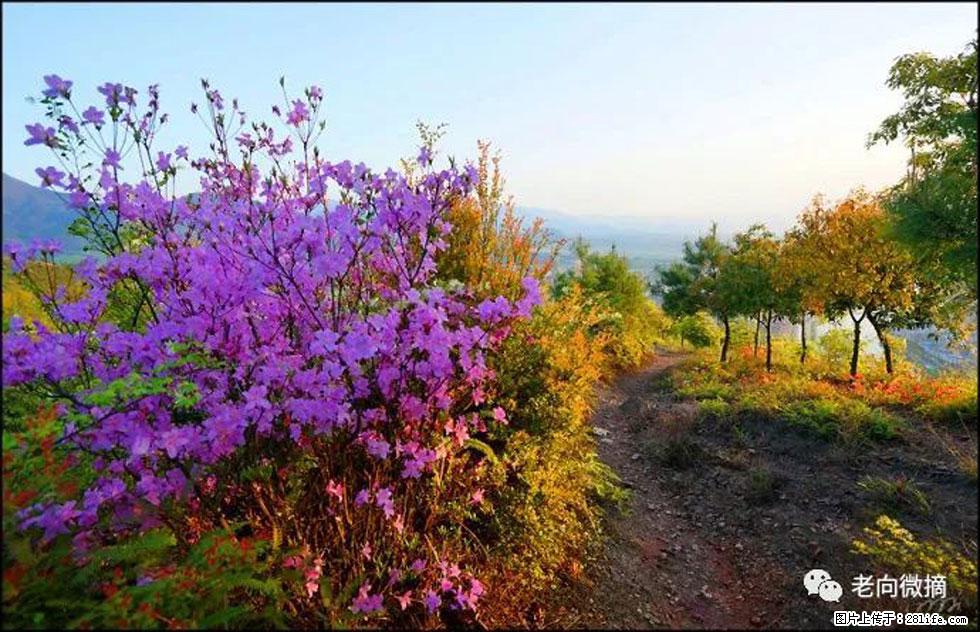 【春天,广西桂林灌阳县向您发出邀请!】登麒麟山,相约映山红 - 游山玩水 - 汕头生活社区 - 汕头28生活网 st.28life.com