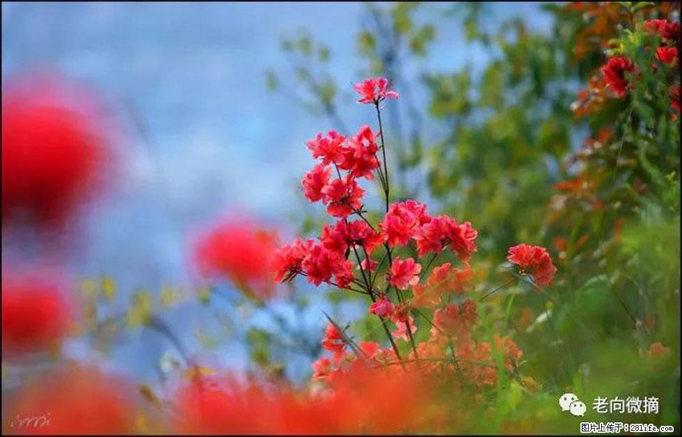 【春天,广西桂林灌阳县向您发出邀请!】登麒麟山,相约映山红 - 游山玩水 - 汕头生活社区 - 汕头28生活网 st.28life.com