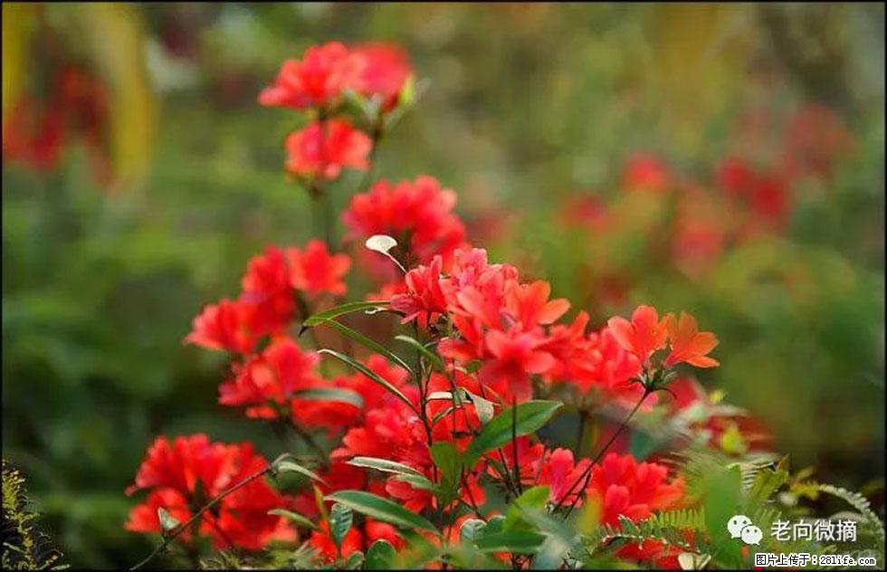 【春天,广西桂林灌阳县向您发出邀请!】登麒麟山,相约映山红 - 游山玩水 - 汕头生活社区 - 汕头28生活网 st.28life.com