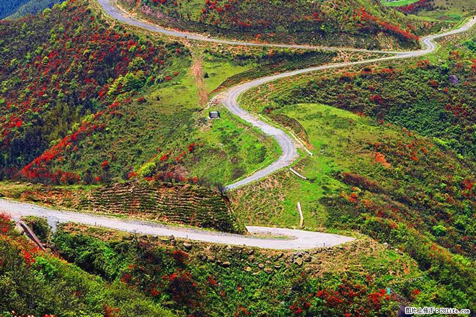 【春天,广西桂林灌阳县向您发出邀请!】春木界上映山红 - 游山玩水 - 汕头生活社区 - 汕头28生活网 st.28life.com