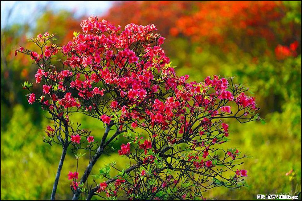 【春天,广西桂林灌阳县向您发出邀请!】春木界上映山红 - 游山玩水 - 汕头生活社区 - 汕头28生活网 st.28life.com